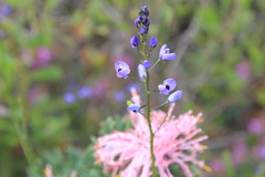Comesperma volubile
