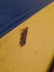 Hemiptera