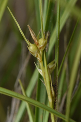Carex rossii