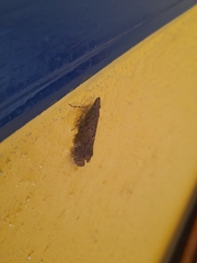 Hemiptera