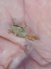 Hyla wrightorum