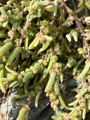 Suaeda