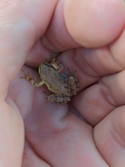 Hyla wrightorum
