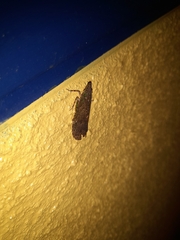 Hemiptera