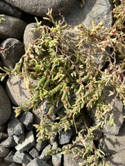 Suaeda
