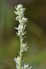 Artemisia frigida