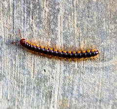 Asiomorpha coarctata