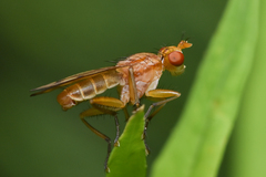 Tetanocera