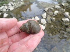 Cipangopaludina chinensis