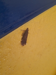 Hemiptera
