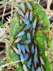 Brachymyrmex depilis