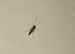 Chironomidae