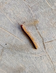 Asiomorpha coarctata