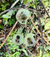 Cladonia chlorophaea