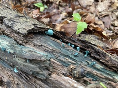 Chlorociboriaceae