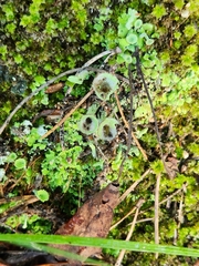 Cladonia chlorophaea