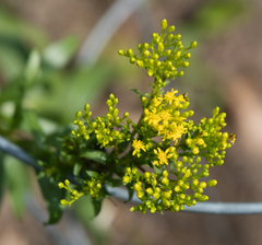 Solidago ohioensis
