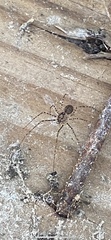 Scytodes globula