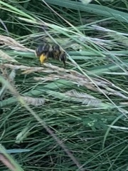 Svastra obliqua obliqua