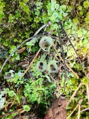 Cladonia chlorophaea