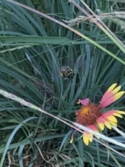 Svastra obliqua obliqua