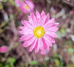 Rhodanthe manglesii