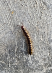 Asiomorpha coarctata