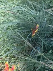 Svastra obliqua obliqua