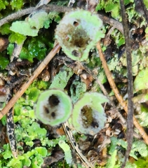 Cladonia chlorophaea