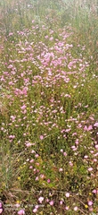 Rhodanthe manglesii