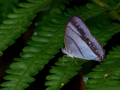 Archeuptychia cluena