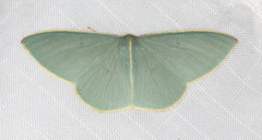 Chlorocoma assimilis