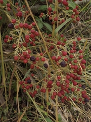 Rubus urticifolius