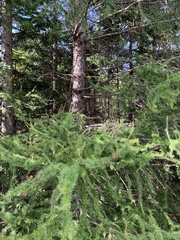 Larix decidua