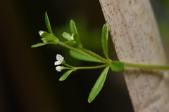 Galium