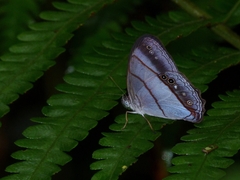 Archeuptychia cluena