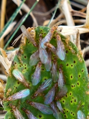 Brachymyrmex depilis