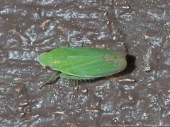 Memnonia flavida