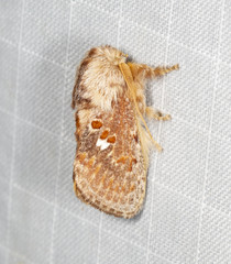 Pseudanapaea denotata