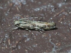 Melanocinclis lineigera