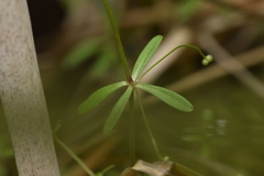 Galium