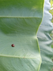 Coccinellidae