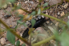 Carabina