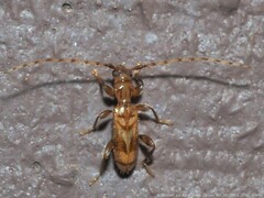 Obrium maculatum