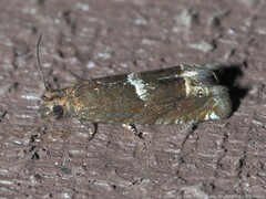 Eucosma parmatana