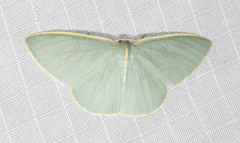Chlorocoma assimilis