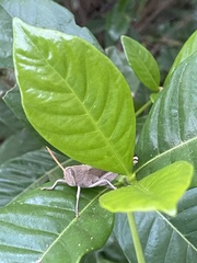 Schistocerca damnifica