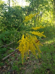 Solidago odora