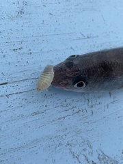 Cymothoida