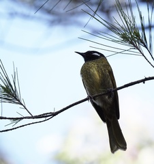 Nesoptilotis leucotis